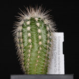 Echinocereus reichenbachii baileyi, Caddo Lake