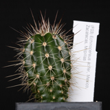 Echinocereus acifer, Milpillas