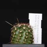 Echinocereus bonkerae, Gila Co.