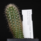 Echinocereus ortegae, San Rafael