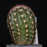 Echinocereus pectinatus, Las Boquillas