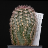 Echinocereus pectinatus, La India