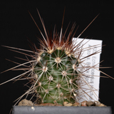 Echinocereus relictus, Black Rock