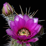 Echinocereus engelmannii fasciculatus, Jerome, 25 Korn