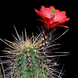 Echinocereus bakeri, Prescott, 100 Korn