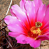 Echinocereus lindsayi, Baja California, 100 Seeds