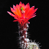 Echinocereus salm-dyckianus, Alamos, 25 Seeds