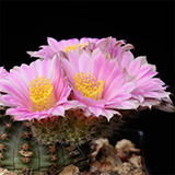 Echinocereus pulchellus, 25 Korn