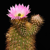 Echinocereus websterianus, San Pedro Nolasco, 25 Korn