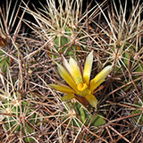 Echinocereus maritimus hancockii, Hipolito, 25 Korn