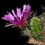Echinocereus viereckii morricalii, Nuevo Leon, 25 Korn