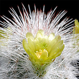 Echinocereus canus, Solitario, 25 Korn