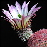 Echinocereus pectinatus, San Roberto, 25 Seeds