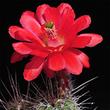 Echinocereus topiensis, Topia, 100 Seeds