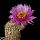 Echinocereus reichenbachii comanchensis, Comanche Co., 50 Korn