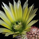 Echinocereus dasyacanthus, Castolon, 25 Korn