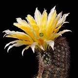 Echinocereus dasyacanthus multispinosus, San Pedro, 25 Korn