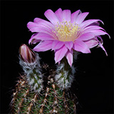 Echinocereus adustus schwarzii, El Vergel, 25 Korn