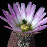 Echinocereus pectinatus, Los Hacheros, 100 Seeds