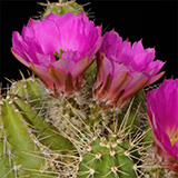 Echinocereus pentalophus leonensis, Carbonera, 25 Korn