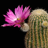 Echinocereus bristolii, El Novillo, WM9450, 25 Korn