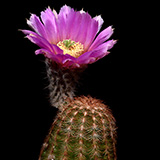 Echinocereus reichenbachii caespitosus, Morton Co., 100 Korn