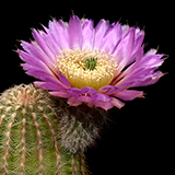 Echinocereus reichenbachii caespitosus, Wichita, 25 Korn