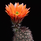 Echinocereus xlloydii, Ft. Stockton - Marathon, 25 Korn
