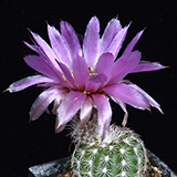 Echinocereus reichenbachii perbellus, Lea Co., JRT504, 25 Korn