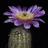 Echinocereus reichenbachii baileyi, Lake Jed Johnson, 25 Korn