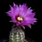 Echinocereus reichenbachii perbellus, Las Animas Co., JRT112, 50 Korn