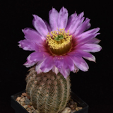 Echinocereus reichenbachii comanchensis, Comanche Co. noerdlich Medicine Park, 25 Korn