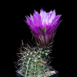 Echinocereus fendleri, Socorro Co., JRT556, 100 Korn