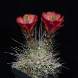 Echinocereus mojavensis, Grand Co., 100 Korn