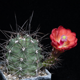 Echinocereus coccineus, Socorro Co., JRT560, 25 Korn